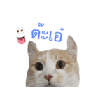 Maew Nxy Khawpun ＆ Friends（個別スタンプ：12）