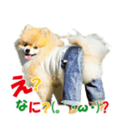 ポメラニアン蓮＆凜 partⅢ（個別スタンプ：1）