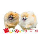 ポメラニアン蓮＆凜 partⅢ（個別スタンプ：2）