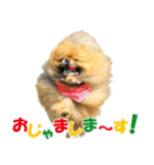 ポメラニアン蓮＆凜 partⅢ（個別スタンプ：3）