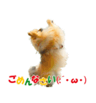 ポメラニアン蓮＆凜 partⅢ（個別スタンプ：4）