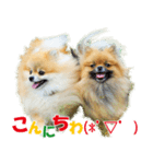 ポメラニアン蓮＆凜 partⅢ（個別スタンプ：5）