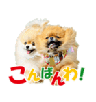 ポメラニアン蓮＆凜 partⅢ（個別スタンプ：6）