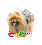 ポメラニアン蓮＆凜 partⅢ（個別スタンプ：8）