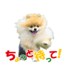 ポメラニアン蓮＆凜 partⅢ（個別スタンプ：9）