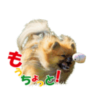 ポメラニアン蓮＆凜 partⅢ（個別スタンプ：10）