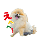 ポメラニアン蓮＆凜 partⅢ（個別スタンプ：12）