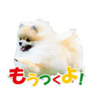 ポメラニアン蓮＆凜 partⅢ（個別スタンプ：14）