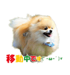 ポメラニアン蓮＆凜 partⅢ（個別スタンプ：15）