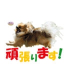 ポメラニアン蓮＆凜 partⅢ（個別スタンプ：16）