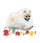 ポメラニアン蓮＆凜 partⅢ（個別スタンプ：17）