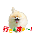 ポメラニアン蓮＆凜 partⅢ（個別スタンプ：18）