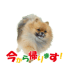 ポメラニアン蓮＆凜 partⅢ（個別スタンプ：19）