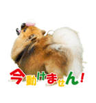 ポメラニアン蓮＆凜 partⅢ（個別スタンプ：20）