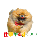 ポメラニアン蓮＆凜 partⅢ（個別スタンプ：21）