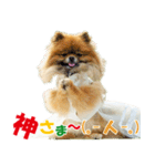 ポメラニアン蓮＆凜 partⅢ（個別スタンプ：22）