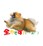 ポメラニアン蓮＆凜 partⅢ（個別スタンプ：23）
