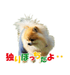 ポメラニアン蓮＆凜 partⅢ（個別スタンプ：24）