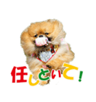 ポメラニアン蓮＆凜 partⅢ（個別スタンプ：25）