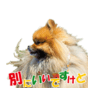 ポメラニアン蓮＆凜 partⅢ（個別スタンプ：26）