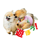 ポメラニアン蓮＆凜 partⅢ（個別スタンプ：27）