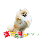 ポメラニアン蓮＆凜 partⅢ（個別スタンプ：28）