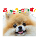 ポメラニアン蓮＆凜 partⅢ（個別スタンプ：29）