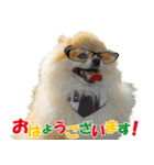 ポメラニアン蓮＆凜 partⅢ（個別スタンプ：30）