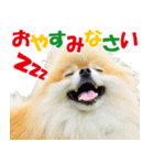 ポメラニアン蓮＆凜 partⅢ（個別スタンプ：31）