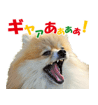 ポメラニアン蓮＆凜 partⅢ（個別スタンプ：32）