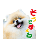 ポメラニアン蓮＆凜 partⅢ（個別スタンプ：33）
