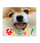 ポメラニアン蓮＆凜 partⅢ（個別スタンプ：34）