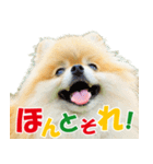 ポメラニアン蓮＆凜 partⅢ（個別スタンプ：35）