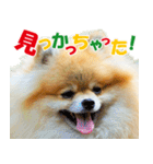 ポメラニアン蓮＆凜 partⅢ（個別スタンプ：36）