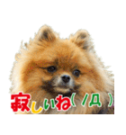 ポメラニアン蓮＆凜 partⅢ（個別スタンプ：38）