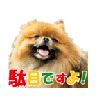 ポメラニアン蓮＆凜 partⅢ（個別スタンプ：39）