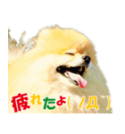 ポメラニアン蓮＆凜 partⅢ（個別スタンプ：40）