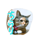 りあるミロニャンコ2（個別スタンプ：1）