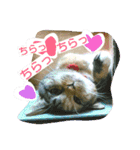 りあるミロニャンコ2（個別スタンプ：2）