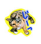 りあるミロニャンコ2（個別スタンプ：3）