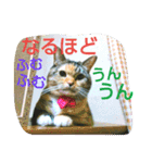 りあるミロニャンコ2（個別スタンプ：6）