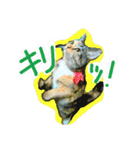 りあるミロニャンコ2（個別スタンプ：7）