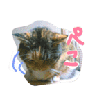 りあるミロニャンコ2（個別スタンプ：9）