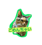 りあるミロニャンコ2（個別スタンプ：10）