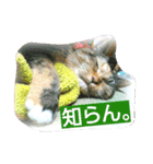 りあるミロニャンコ2（個別スタンプ：12）