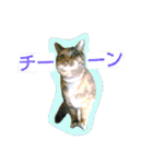 りあるミロニャンコ2（個別スタンプ：13）