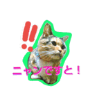りあるミロニャンコ2（個別スタンプ：14）