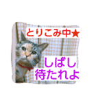 りあるミロニャンコ2（個別スタンプ：16）