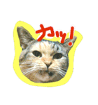 りあるミロニャンコ2（個別スタンプ：19）