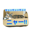 りあるミロニャンコ2（個別スタンプ：20）